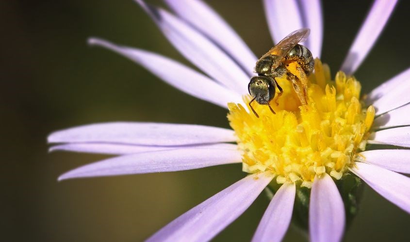 Tác dụng của mật ong với da mặt và 15 bí quyết làm đẹp bằng mật ong