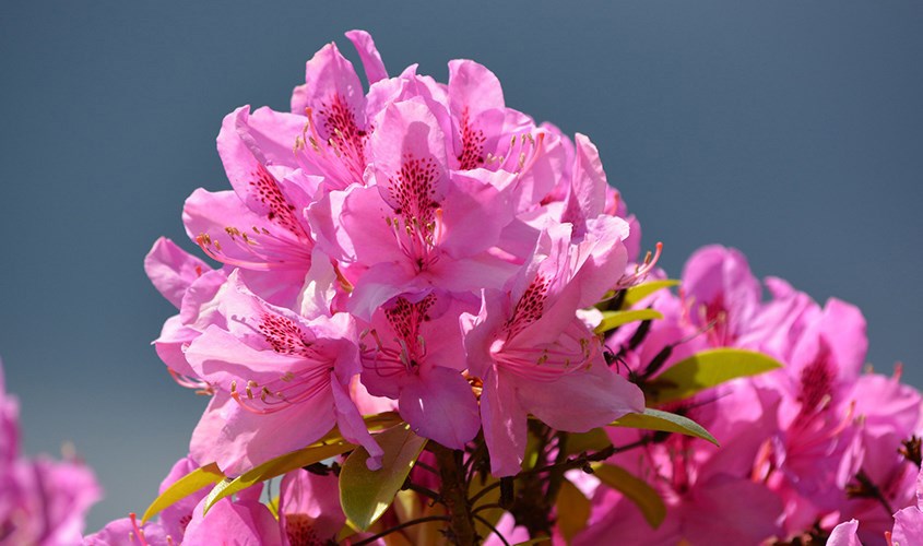 Hạn chế dùng mật ong từ cây thuộc chi đỗ quyên (Rhododendron) Hạn chế dùng mật ong từ cây thuộc chi đỗ quyên (Rhododendron)