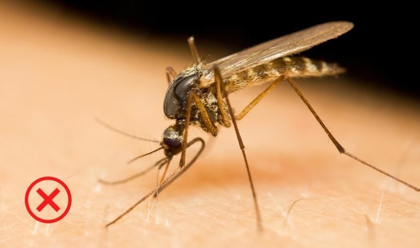 Dầu tràm hỗ trợ chống và trị muỗi đốt hiệu quả