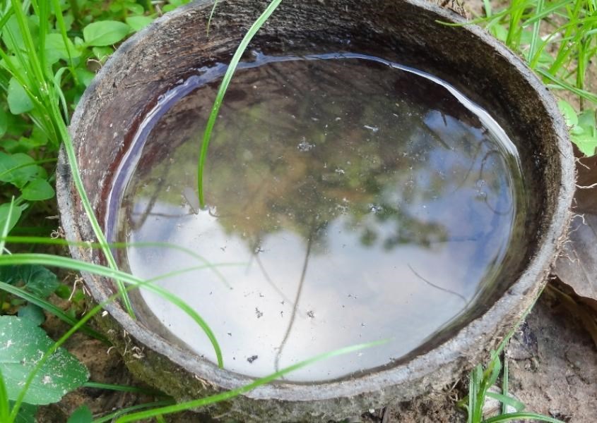 Tránh để nước ứ đọng xung quanh nhà khiến muỗi phát triển. Nguồn từ Capital Insurance Group