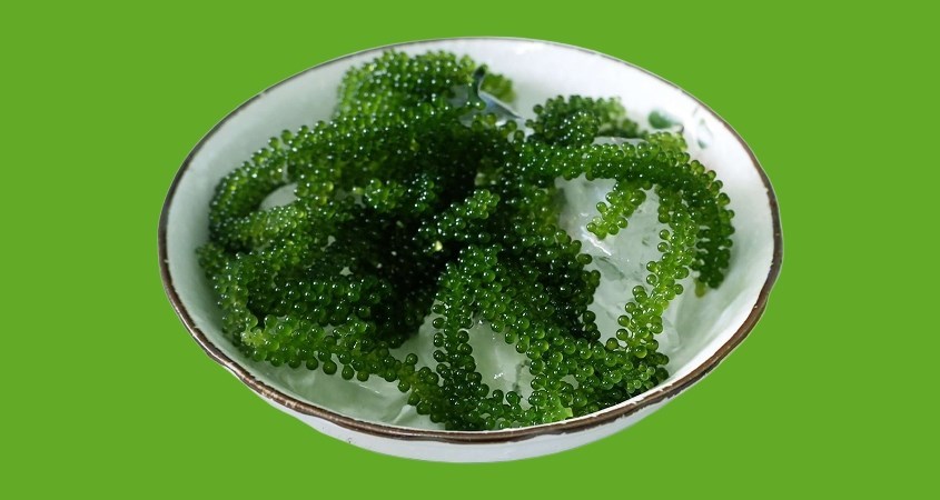 Rong nho tươi giúp làm đẹp da Rong nho tươi giúp làm đẹp da