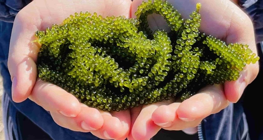 Rong nho là một loại tảo biển Rong nho là một loại tảo biển