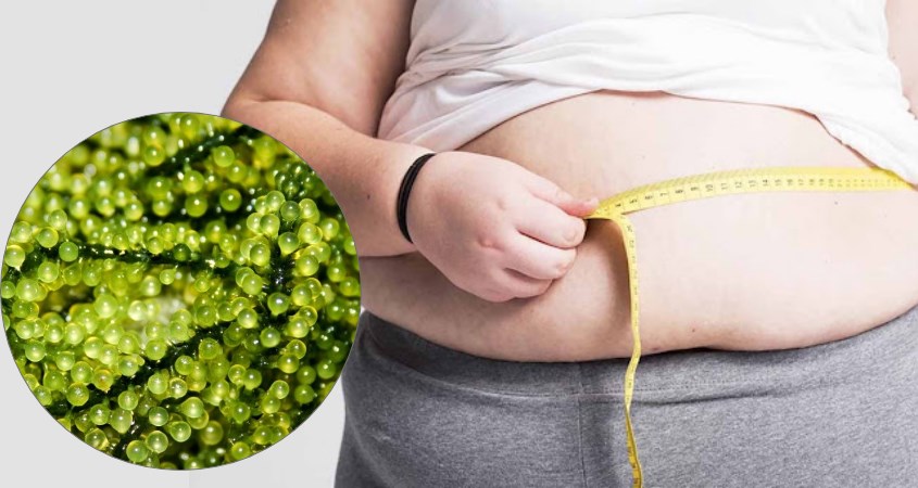 Tác dụng tránh béo phì Tác dụng tránh béo phì