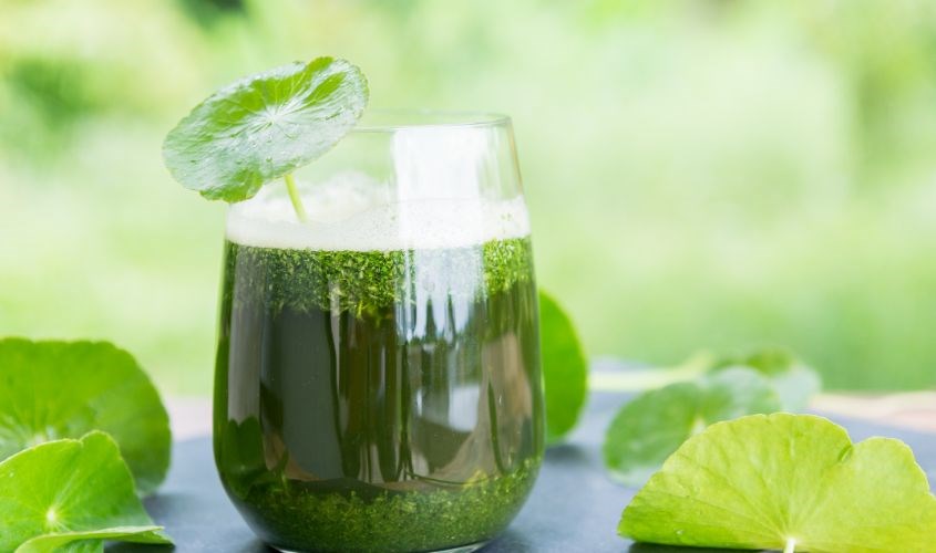 Dùng dưới dạng thực phẩm như nước rau má Dùng dưới dạng thực phẩm như nước rau má