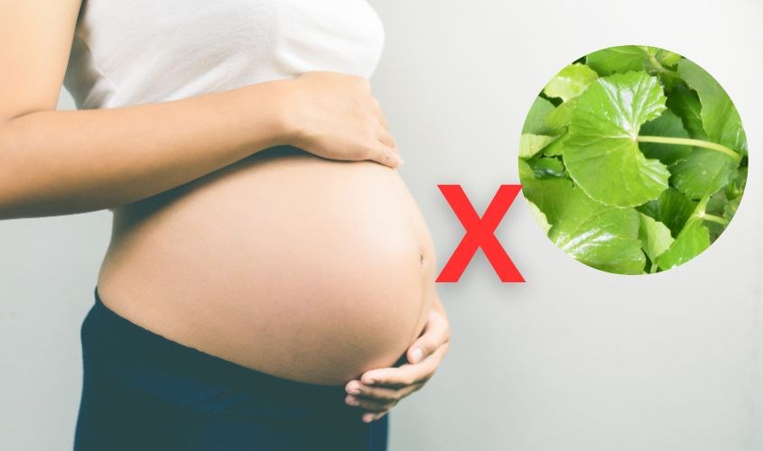 Phụ nữ đang mang thai hoặc cho con bú không nên sử dụng rau má Phụ nữ đang mang thai hoặc cho con bú không nên sử dụng rau má