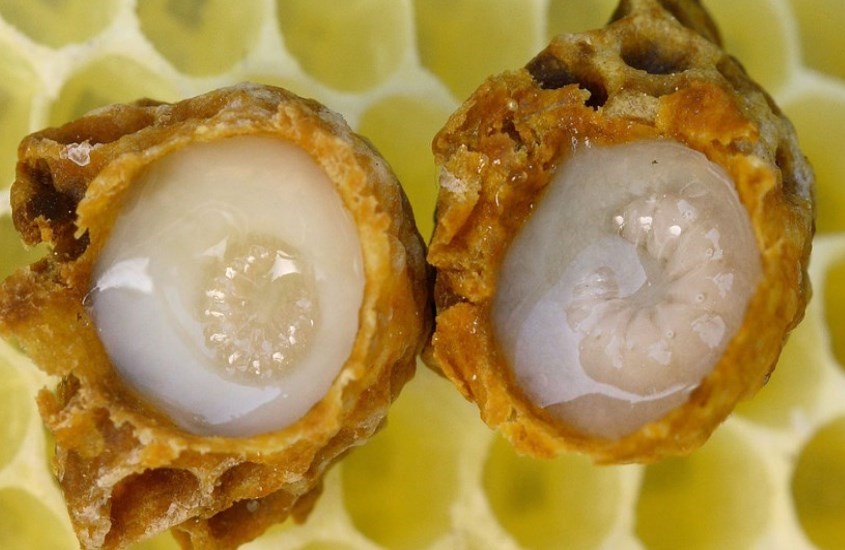 Sữa ong chúa cung cấp nhiều chất dinh dưỡng có lợi cho sức khỏe và sắc đẹp của con người.