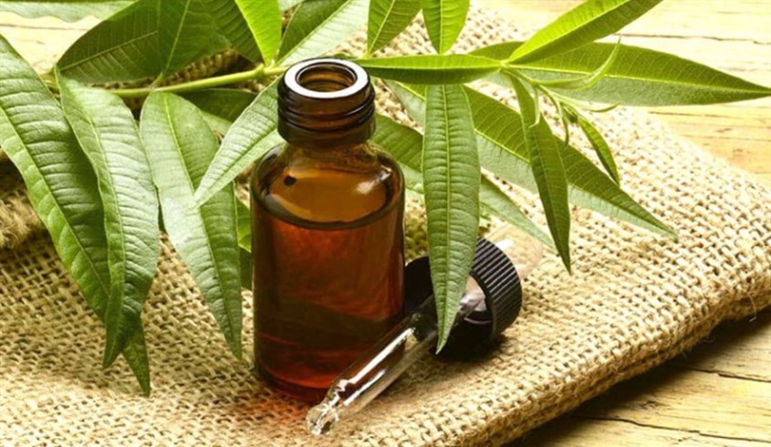 Ngoài việc hỗ trợ trị mụn, tinh dầu tràm trà còn đuổi muỗi hiệu quả