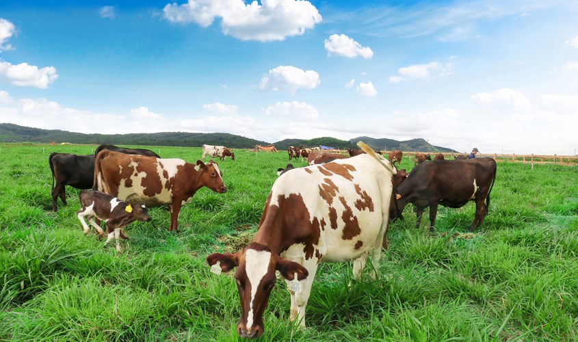 Trang trại bò sữa Organic