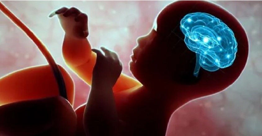 Uống sữa bầu sẽ hỗ trợ phát triển trí não cho thai nhi ngay khi trong bụng mẹ