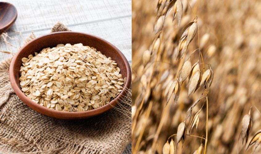 Yến mạch nguyên hạt