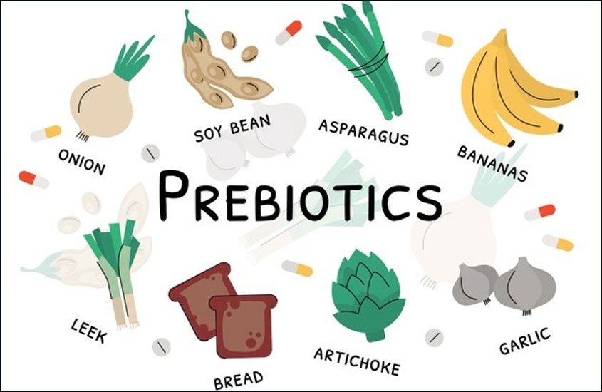 Prebiotic là một dạng thực phẩm (chủ yếu là chất xơ) khó tiêu tại dạ dày và ruột non