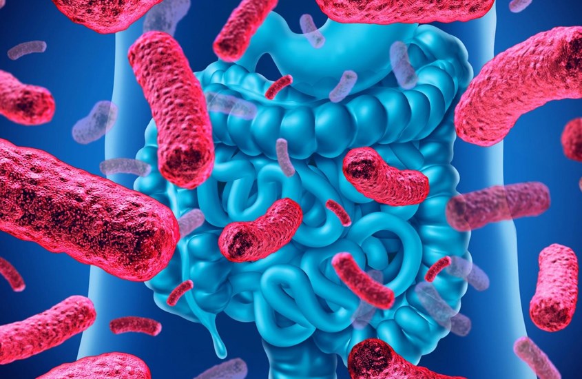 Tác động đến vi khuẩn đường ruột