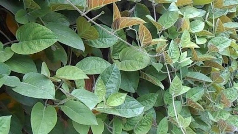 Lá mơ lông giúp giảm triệu chứng táo bón hoặc tiêu chảy