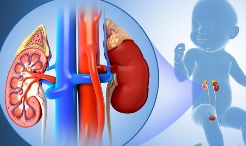 Thận của bé phải làm việc quá tải