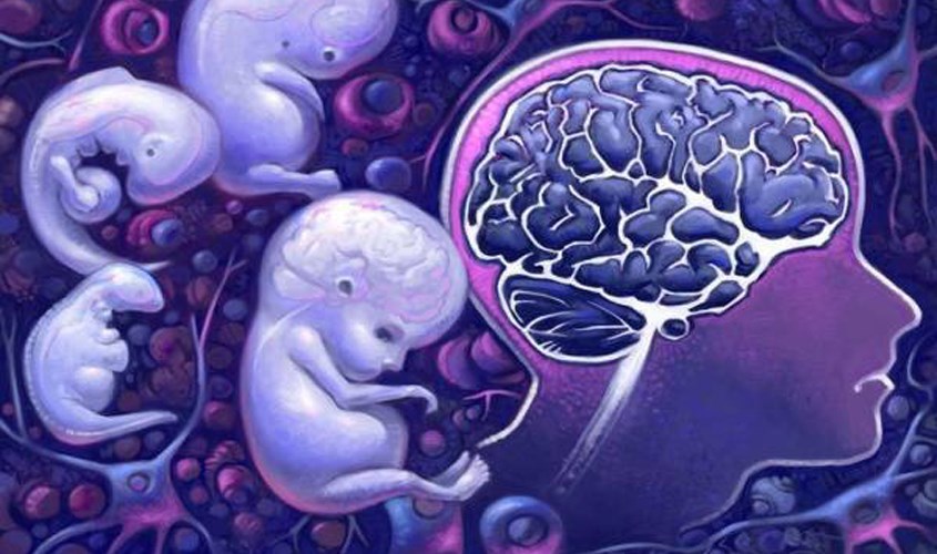 Kẽm xây dựng tế bào não