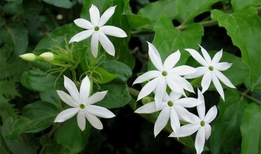 Cây chè vằng là một loại cây dây leo hay mọc ở khu vực có khí hậu nhiệt đới Cây chè vằng là một loại cây dây leo hay mọc ở khu vực có khí hậu nhiệt đới