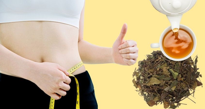 Uống chè vằng mỗi ngày giúp giảm cân hiệu quả, đánh tan mỡ thừa Uống chè vằng mỗi ngày giúp giảm cân hiệu quả, đánh tan mỡ thừa