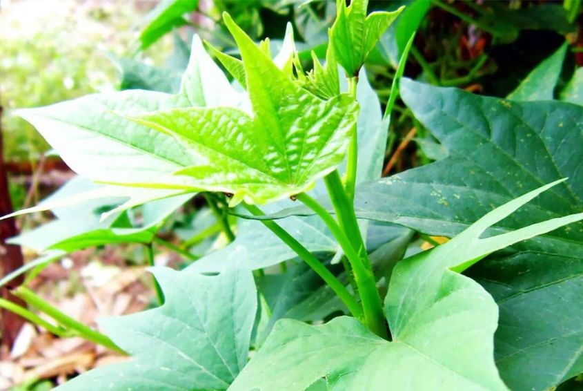 Rau lang giúp mẹ sau sinh nhuận tràng, lợi sữa