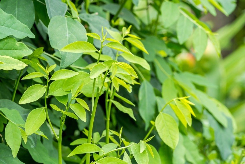 Bà đẻ nên ăn rau ngót để tăng lượng sữa và chống viêm