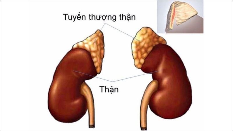 Tuyến thượng thận đóng vai trò trong hệ nội tiết của cơ thể