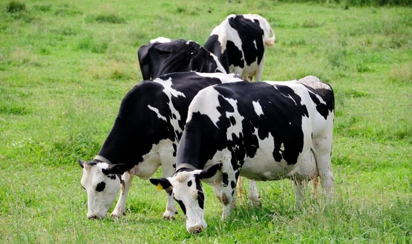 Nguồn sữa của sữa non Goodhealth đến từ đàn bò New Zealand Nguồn sữa của sữa non Goodhealth đến từ đàn bò New Zealand