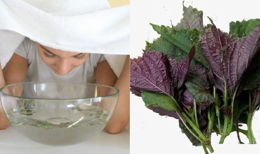 Xông mặt đẩy mụn hiệu quả với lá tía tô