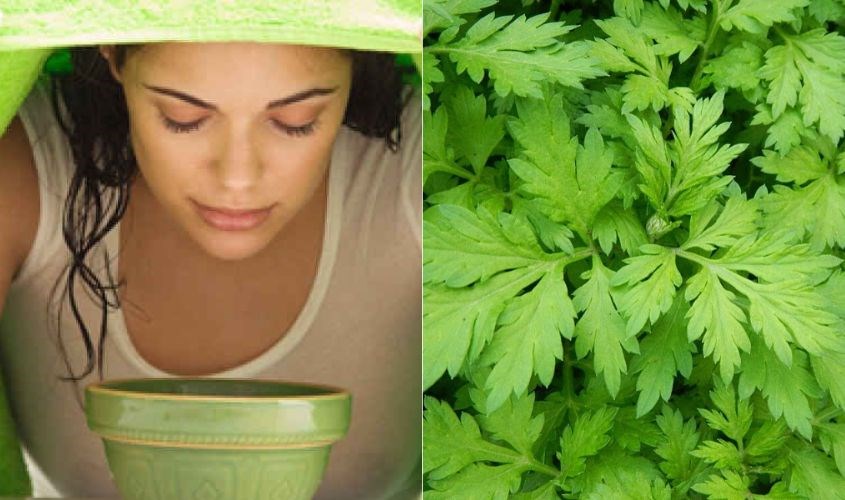 Dùng lá ngải cứu có tính ôn để xông mặt