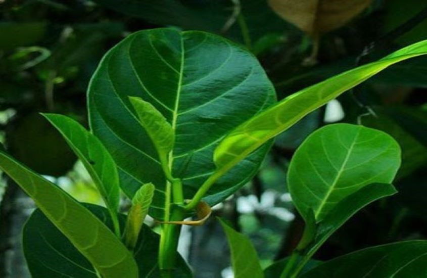 Lá mít là cách kích sữa sau sinh mổ dân gian dễ thực hiện. Ảnh: Internet