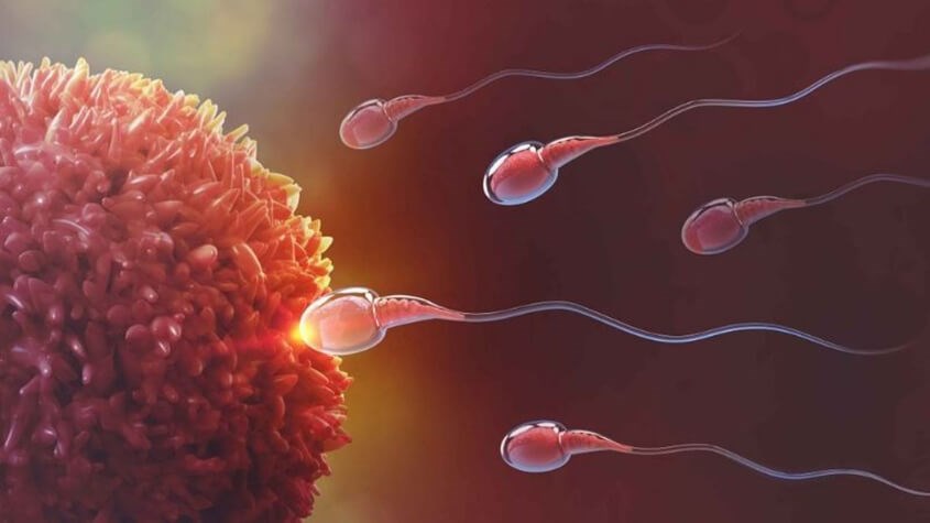 Selen có vai trò quan trọng trong sinh sản