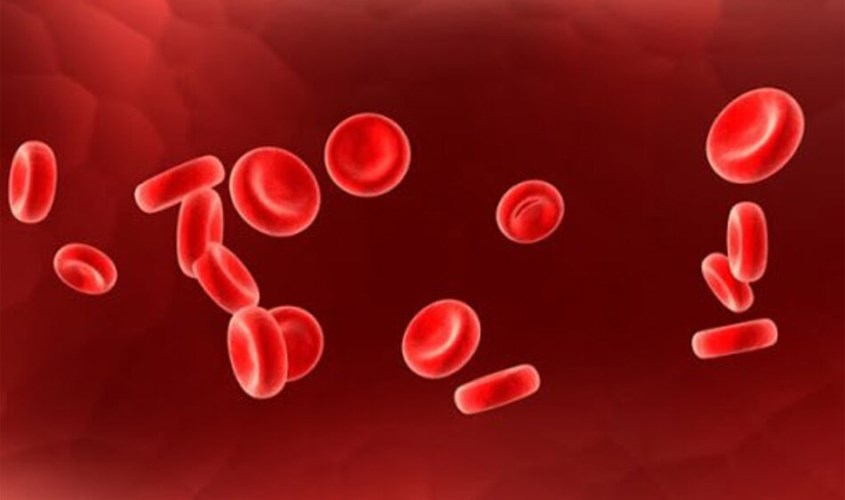 Sắt tham gia vào quá trình tổng hợp Hemoglobin và Myoglobin