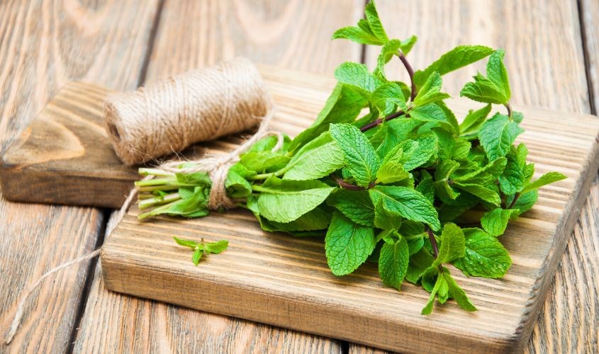 Tinh chất bạc hà mang lại hơi thở thơm mát cho bạn