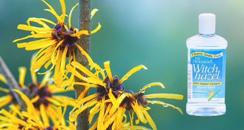 Toner Dickinson chiết xuất cây phỉ