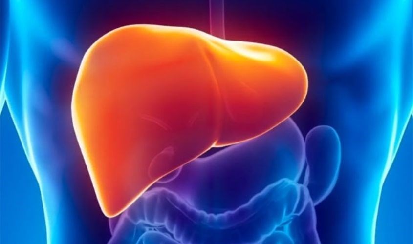 Hỗ trợ chức năng gan thải trừ độc tố