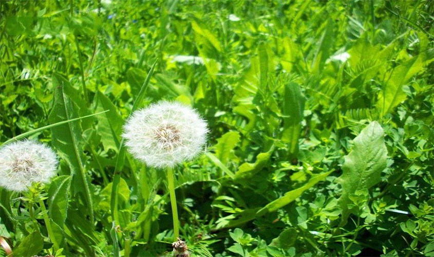 Dùng lá bồ công anh tươi để chữa tắc tia 