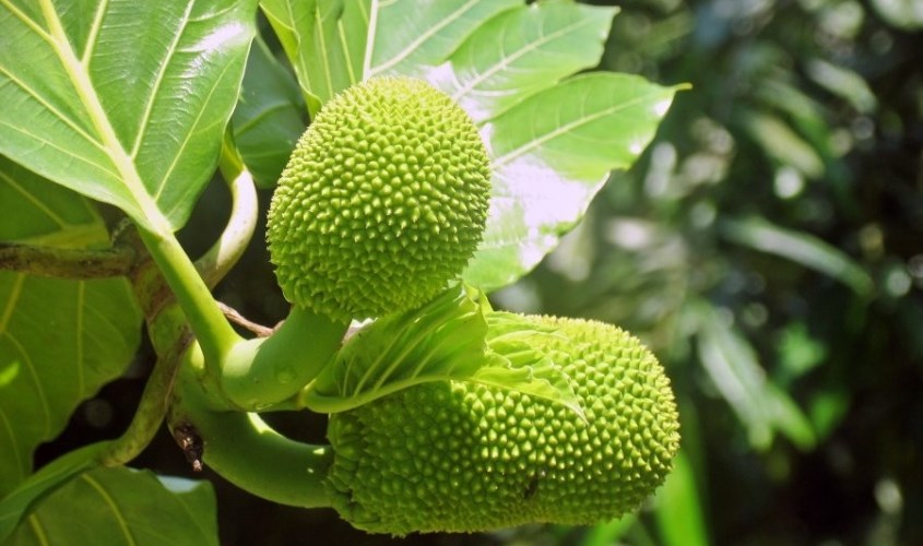 Dùng lá mít hơ ấm sau đó đắp vào rồi massage nhẹ nhàng vùng ngực