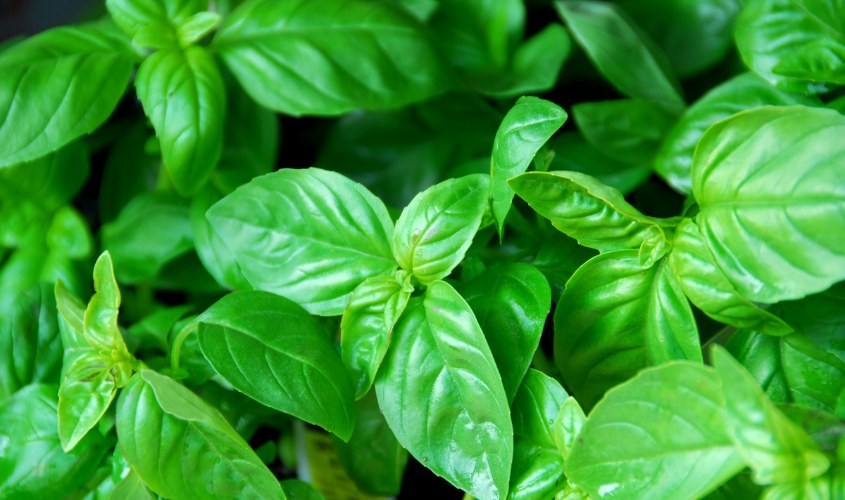 Húng quế có nhiều chất chống oxy hóa tốt cho bé Húng quế có nhiều chất chống oxy hóa tốt cho bé