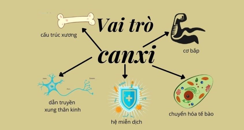 Vai trò của canxi