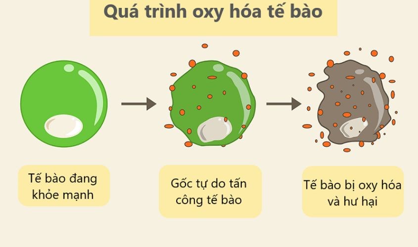 Quá trình oxy hóa