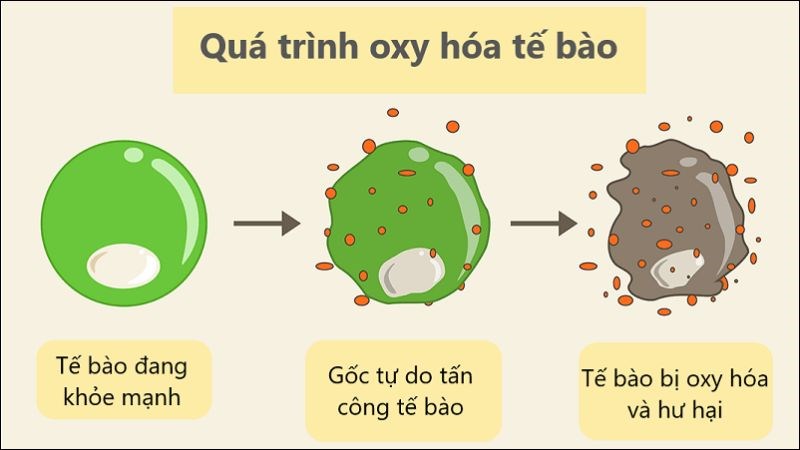 Tỏi đen có tác dụng chống oxy hóa giúp cho các tế bào khỏe mạnh hơn