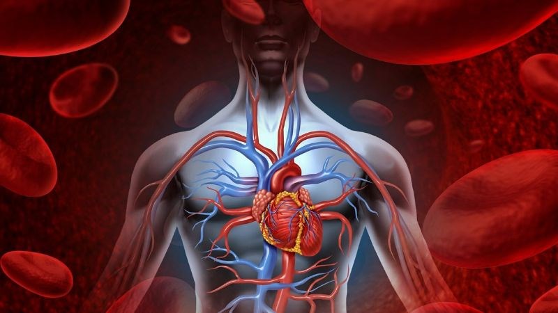 Lá hẹ có thể giúp ngăn ngừa và dự phòng nhiều bệnh lý liên quan đến tim mạch