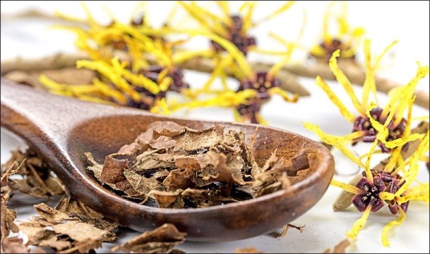 Hamamelis Virginiana Extract được chiết xuất từ cây phỉ