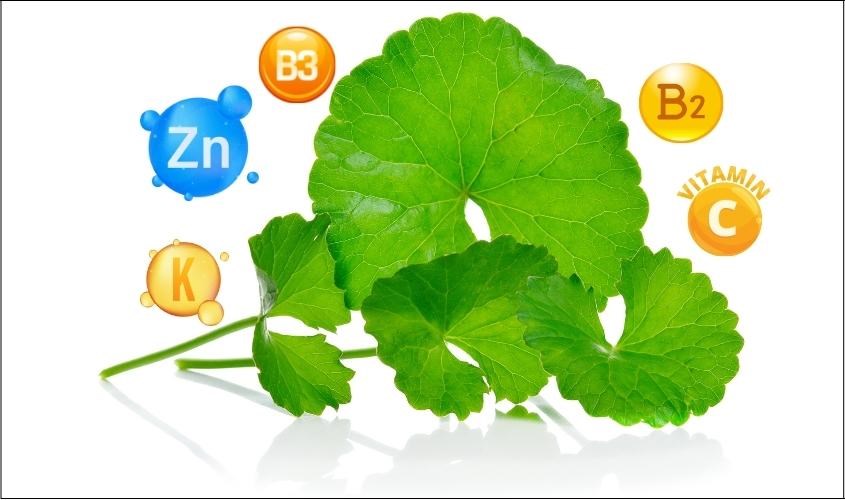 Rau má chứa nhiều hoạt chất tốt cho làn da