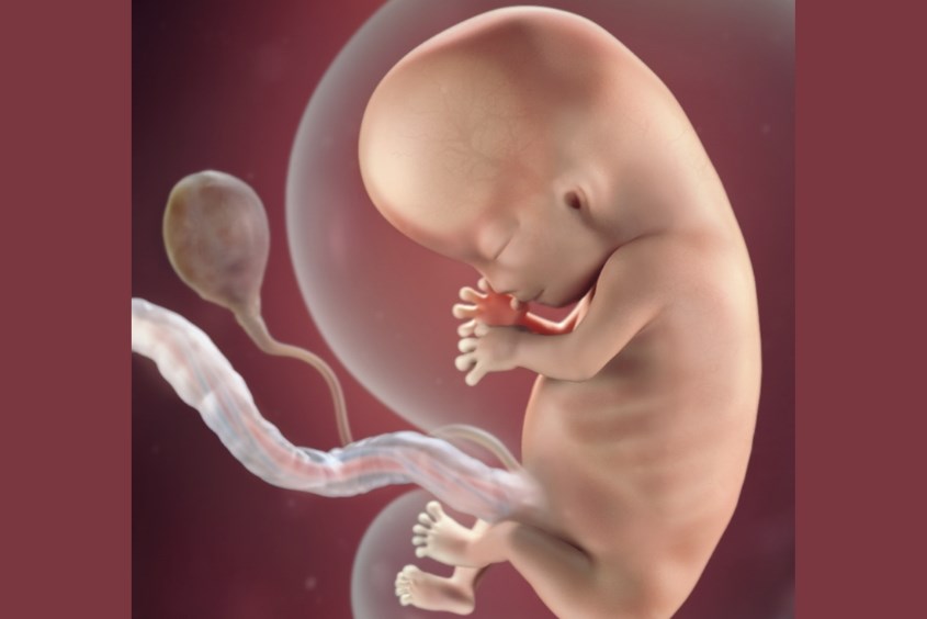 Sự phát triển của thai nhi ở tuần 10