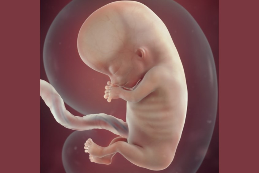 Sự phát triển của thai nhi ở tuần 11