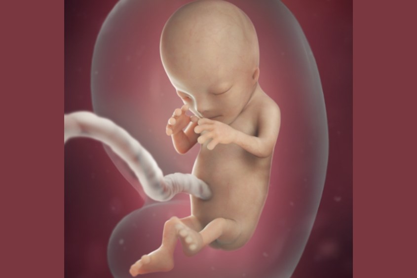 Sự phát triển của thai nhi ở tuần 12