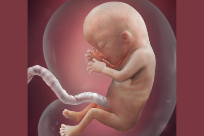 Sự phát triển của thai nhi ở tuần 13