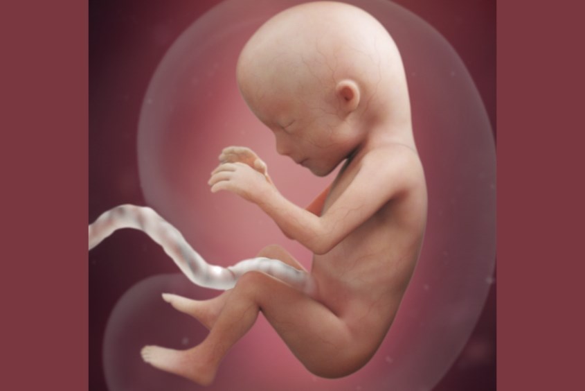 Sự phát triển của thai nhi ở tuần 15