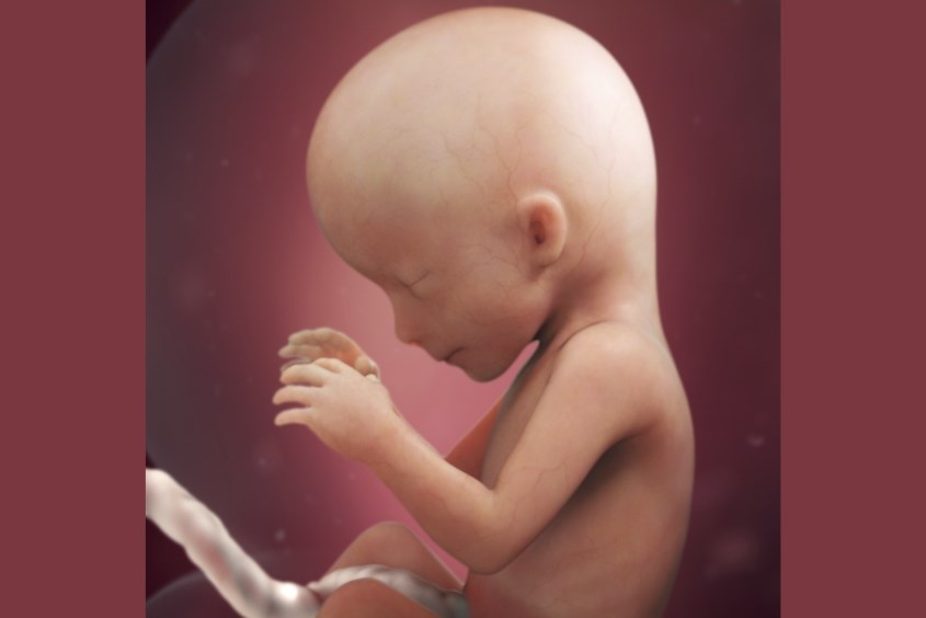 Sự phát triển của thai nhi ở tuần 16