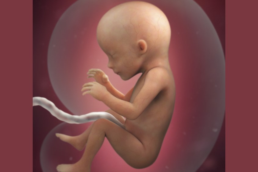 Sự phát triển của thai nhi ở tuần 17