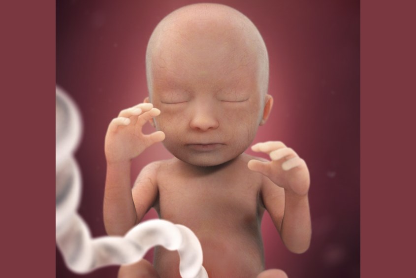 Sự phát triển của thai nhi ở tuần 18